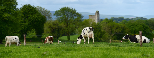 Dairygold, Co Cork